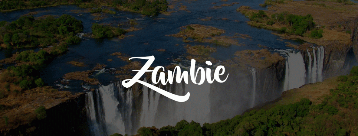 zambie
